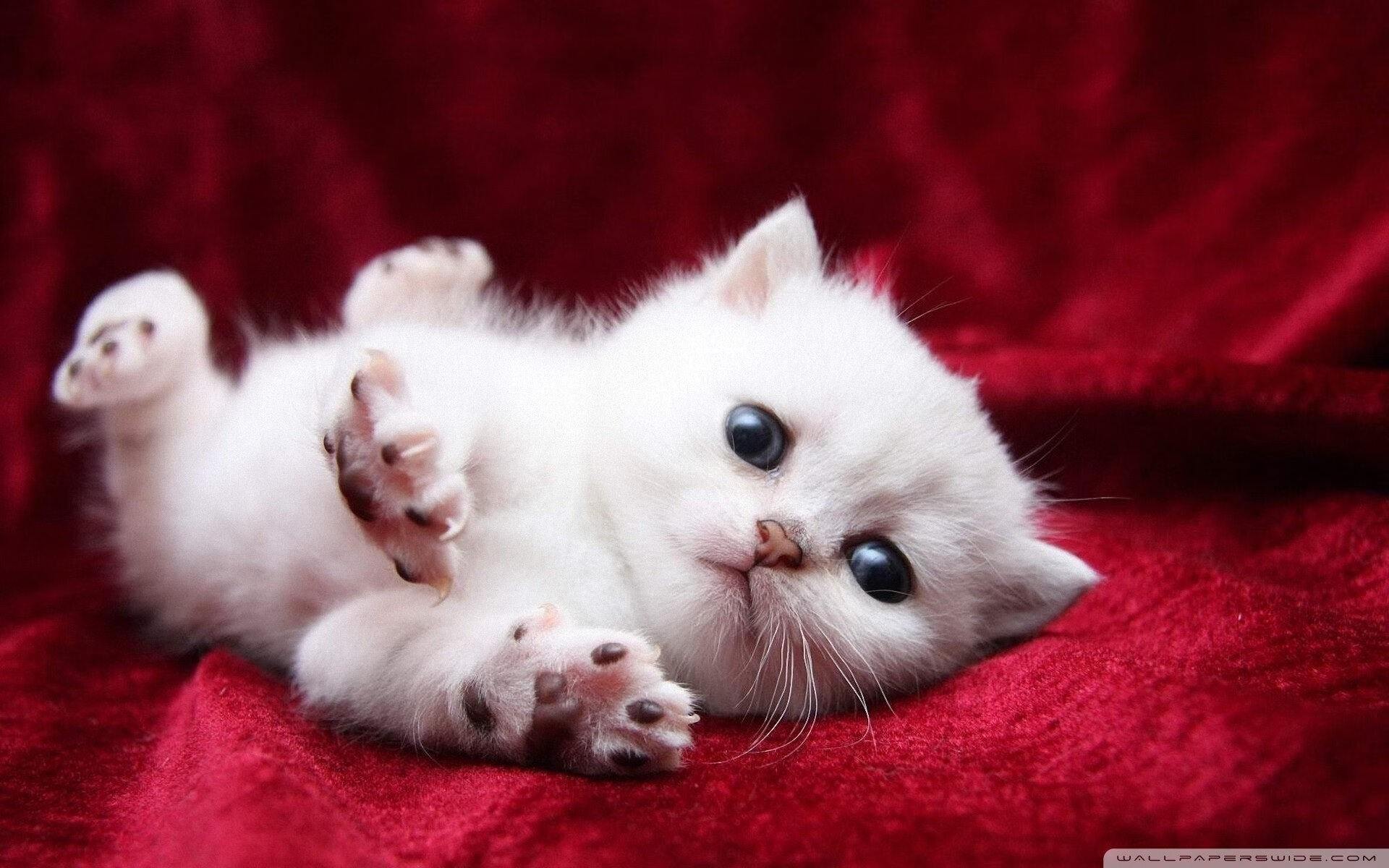 跨界盛典，法国足球队绝杀泰国队，羽坛巨星石宇奇惊艳四座