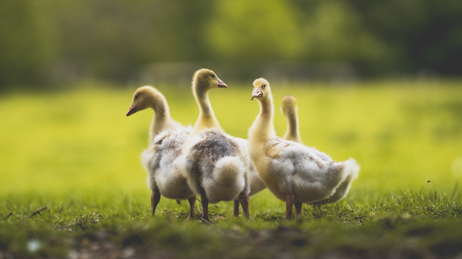 爱游戏-当獠牙收起，拉文用防守之丝织就的牢笼，与一场颠覆认知的团队绞杀