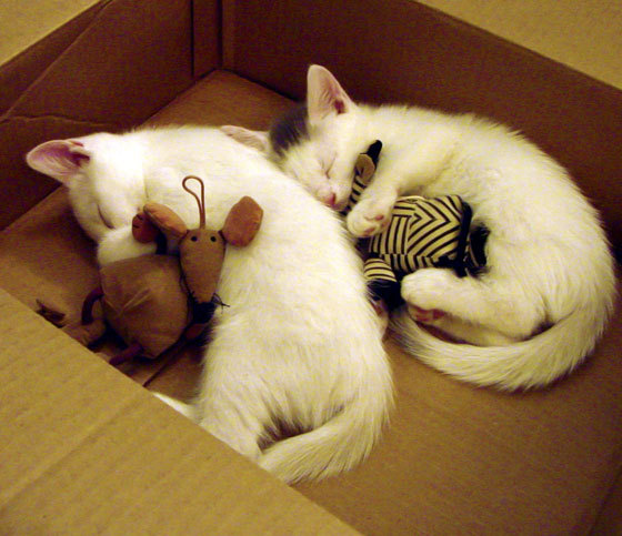 绿茵场上的外交官，当伊朗遇见厄瓜多尔，哈弗茨诠释大场面的真谛