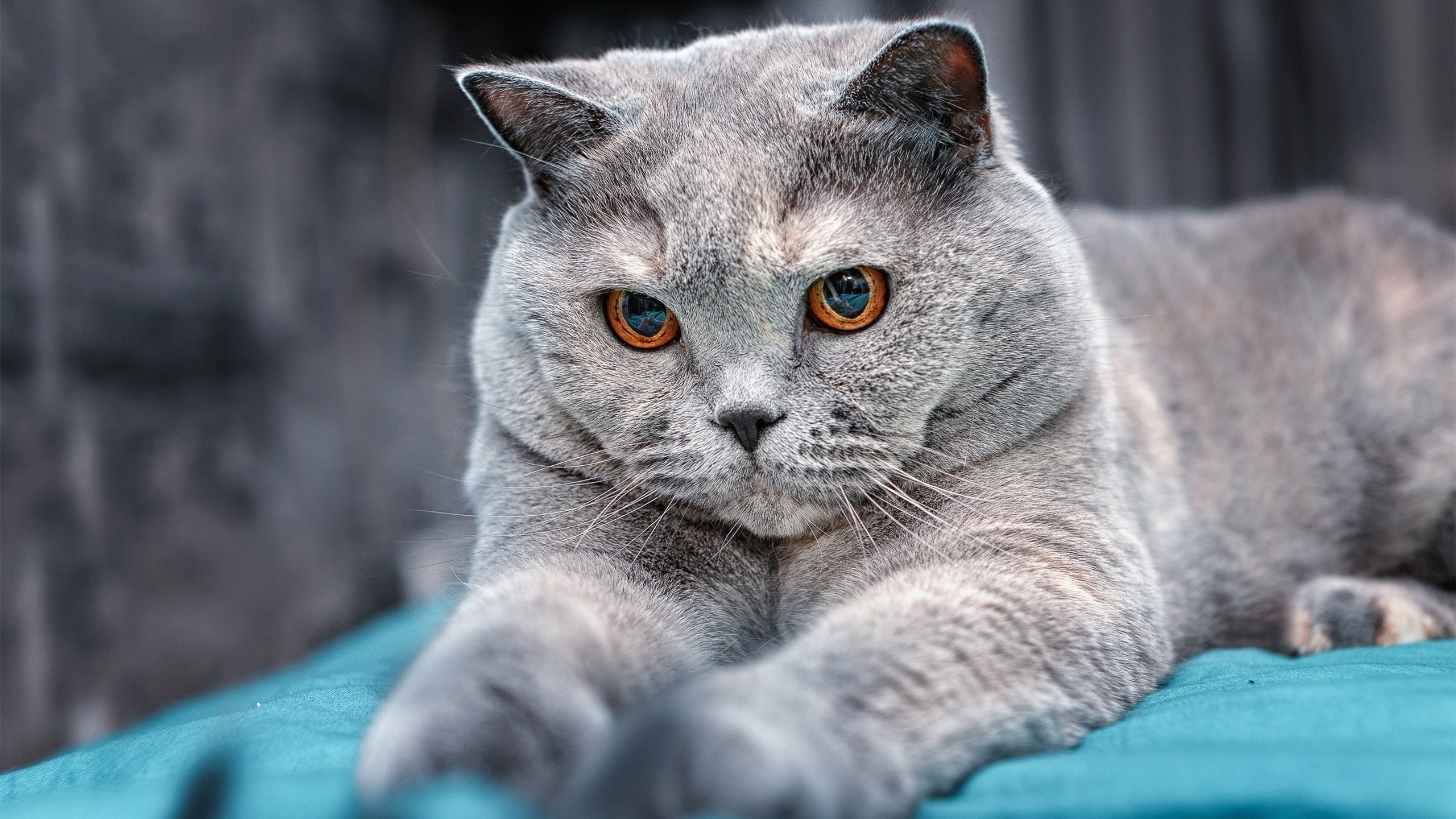 年度焦点之战之夜，本泽马存在感拉满，铸就传奇