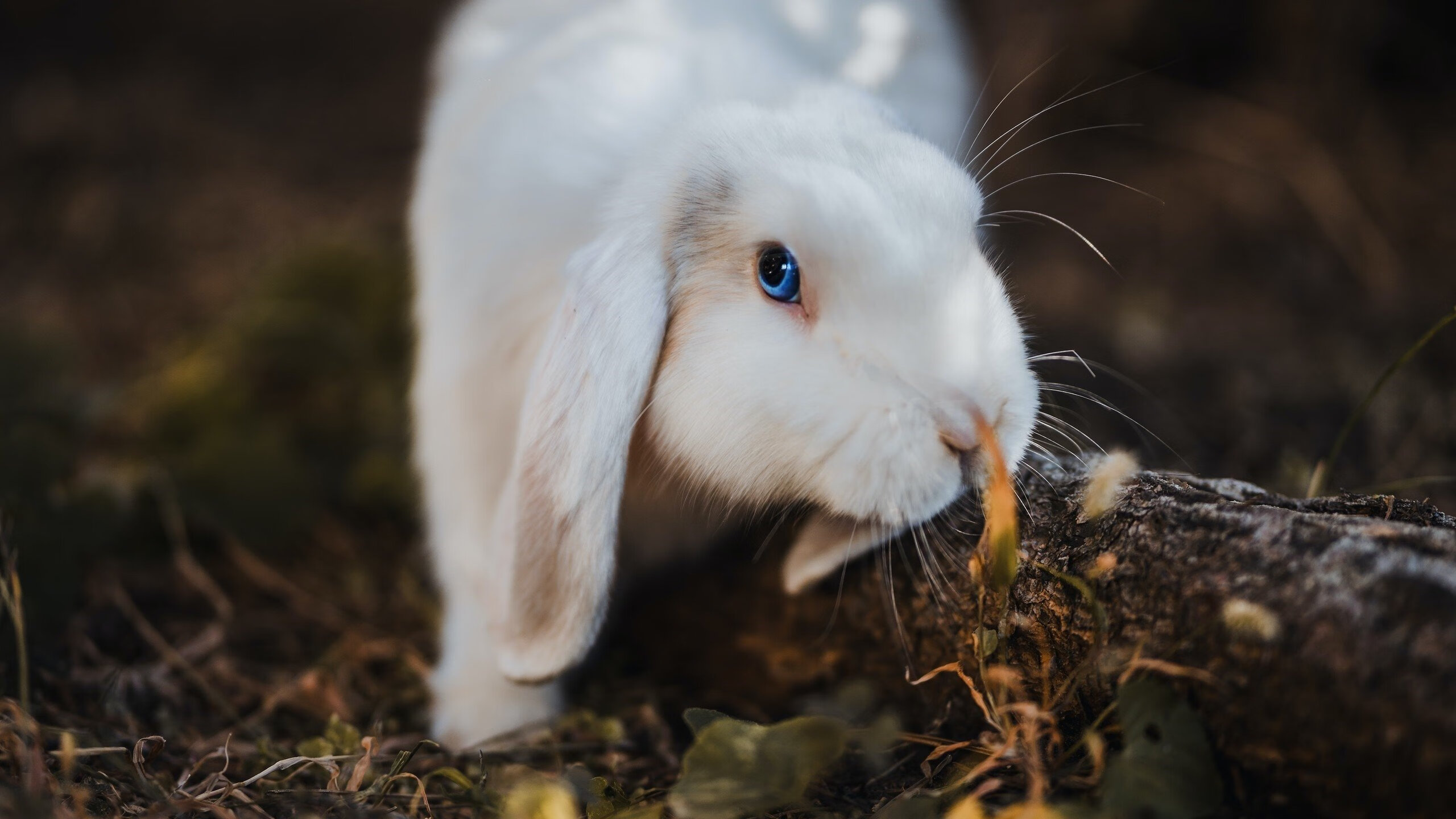 双子星对决，哈兰德的北欧狂飙与哥伦比亚的南美风暴，瑞士试金石见证足球多元宇宙