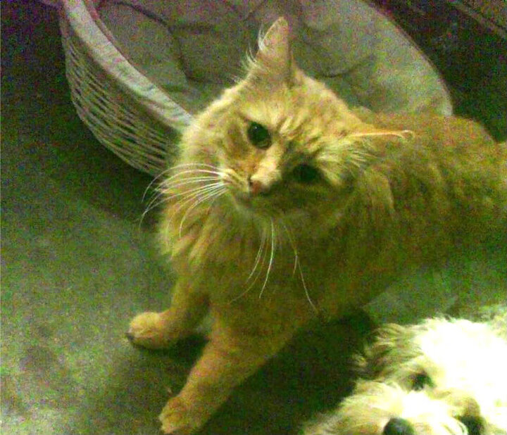 爱游戏官方入口-智慧与利刃，葡萄牙如何用战术密网锁死日本，阿尔瓦雷斯一剑封喉