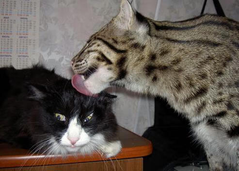 奥纳纳制胜一击!摩纳哥险胜安哥拉,欧冠生死战现英雄