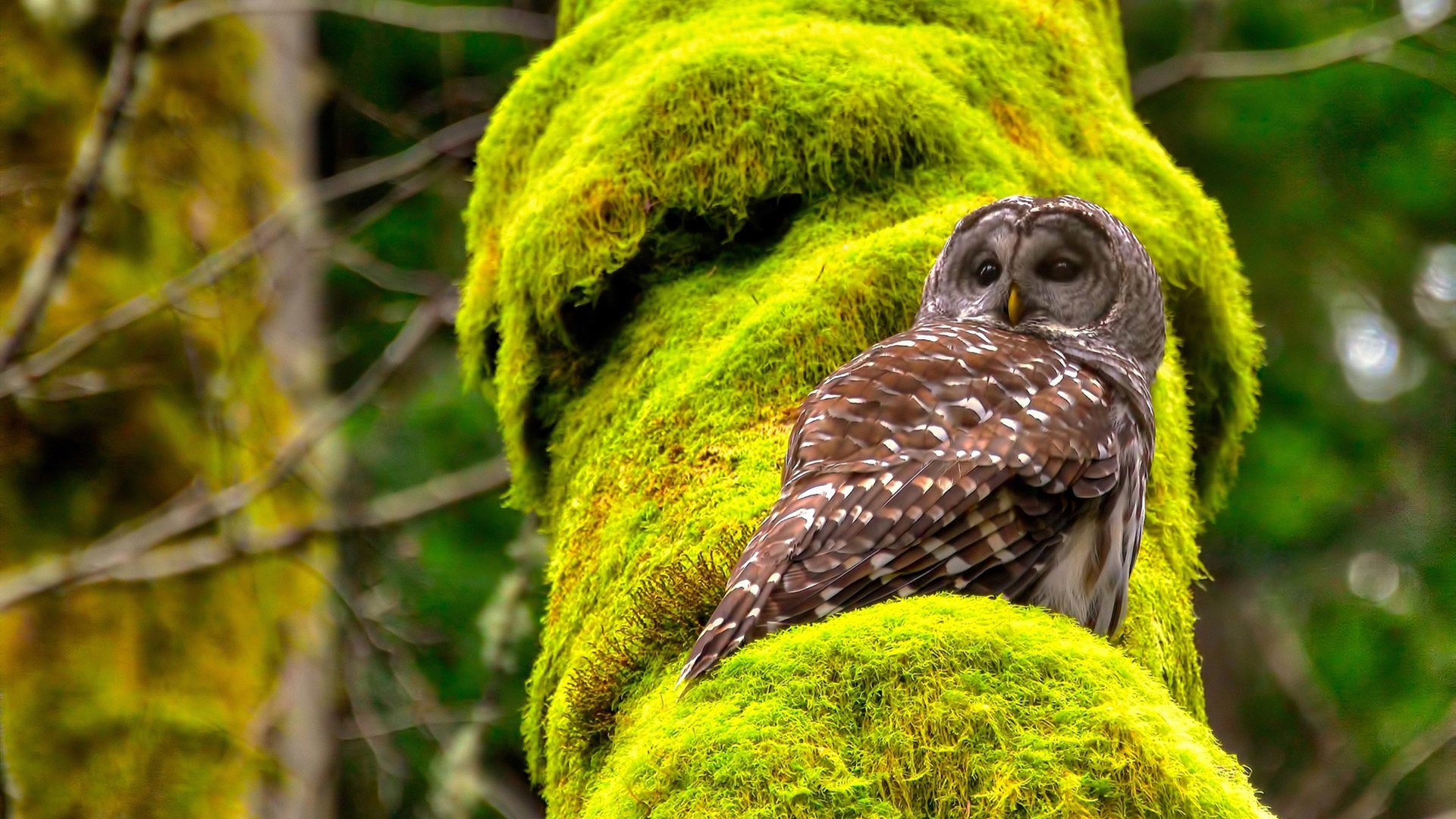 爱游戏-世纪对决，阿根廷主场强势拿下曼城，西班牙金童佩德里竟成关键先生