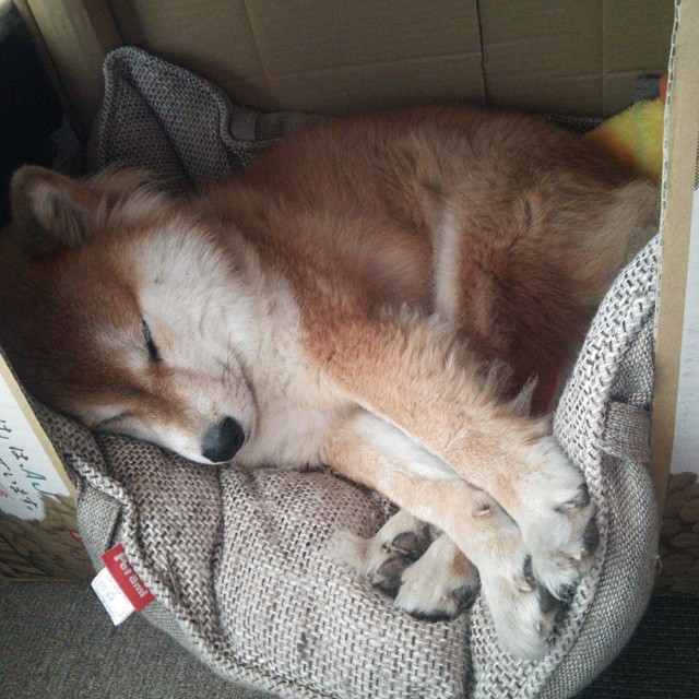 狂暴锡安撕裂辽宁!华盛顿奇才大胜辽宁队,季后赛前景陡然生变