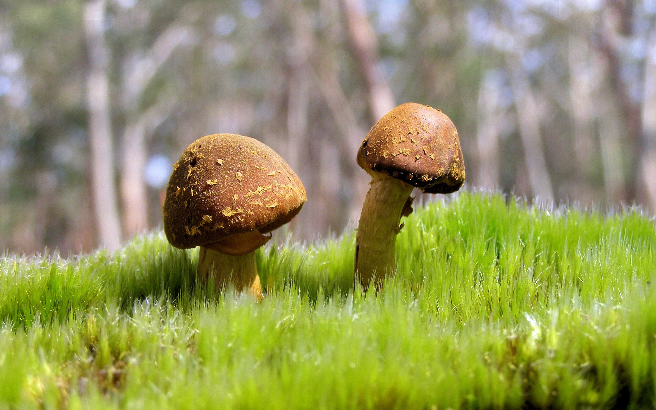 英雄与争议，卡拉斯科持续施压，南非补时绝杀冰岛