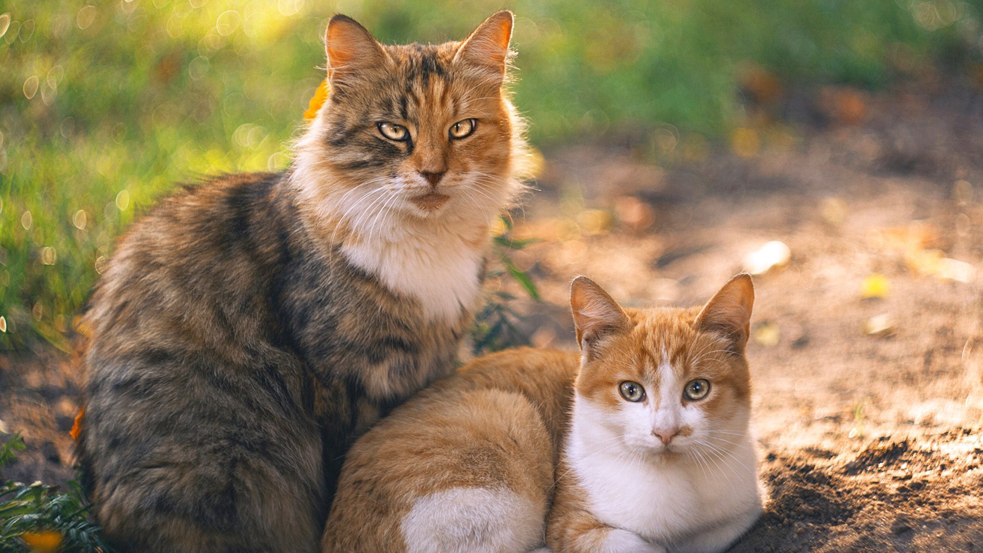 绿茵场的星辰与浪涛,当阿圭罗的节奏遇见尼斯海的绝唱