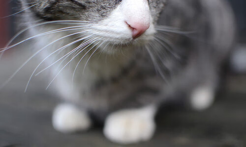 爱游戏大厅-肾上腺素之夜，当F1终点线白热化时，基耶萨在绿茵场刺穿了沉默