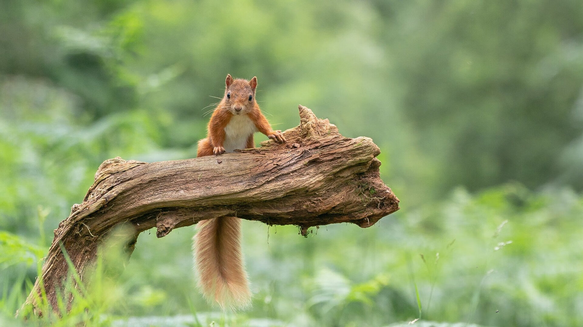 连线成功！马克西持续信号满格助火箭升空