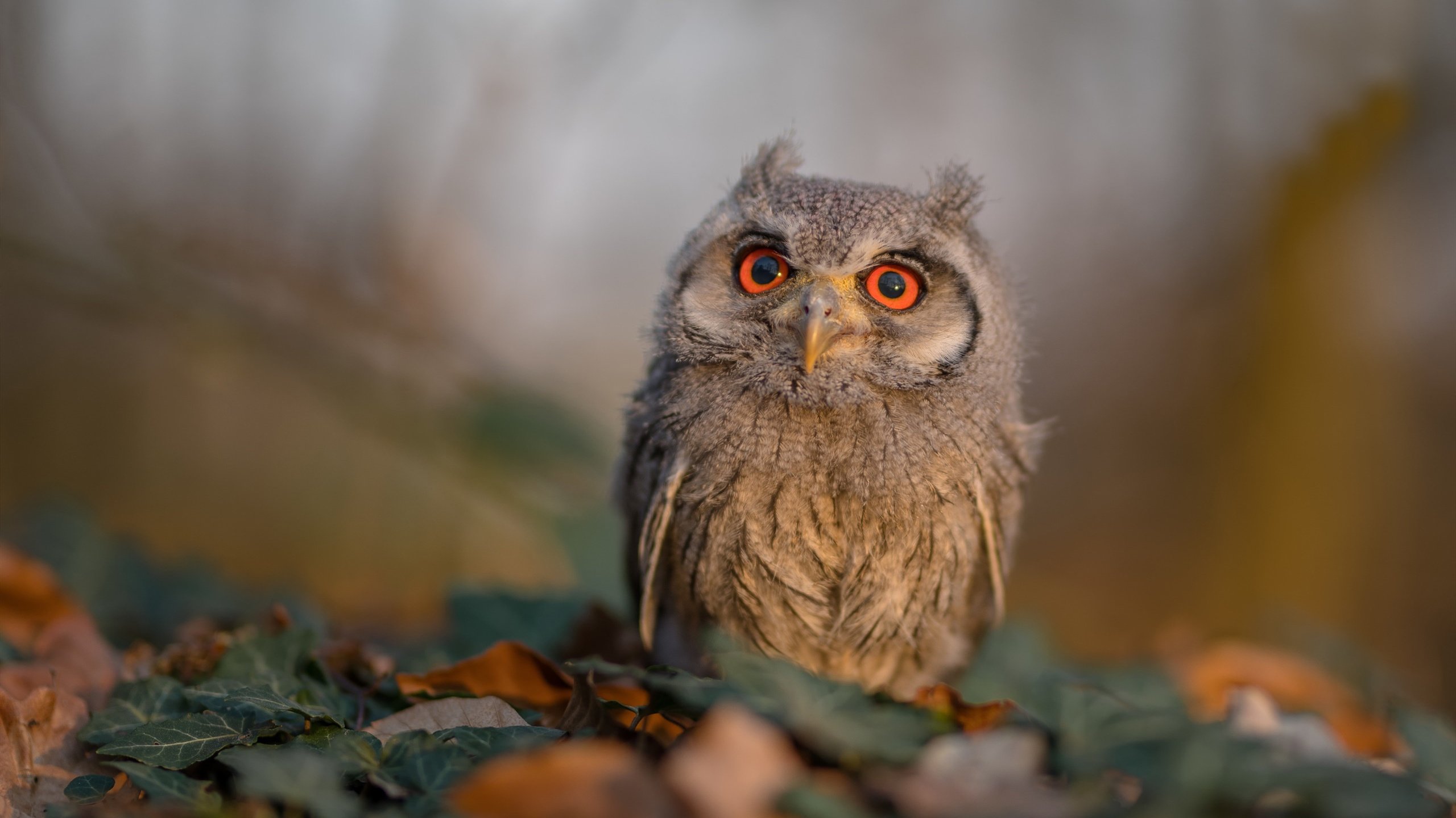 爱游戏在线-无声的指挥家，小贾伦的爆发与快船式的节奏革命