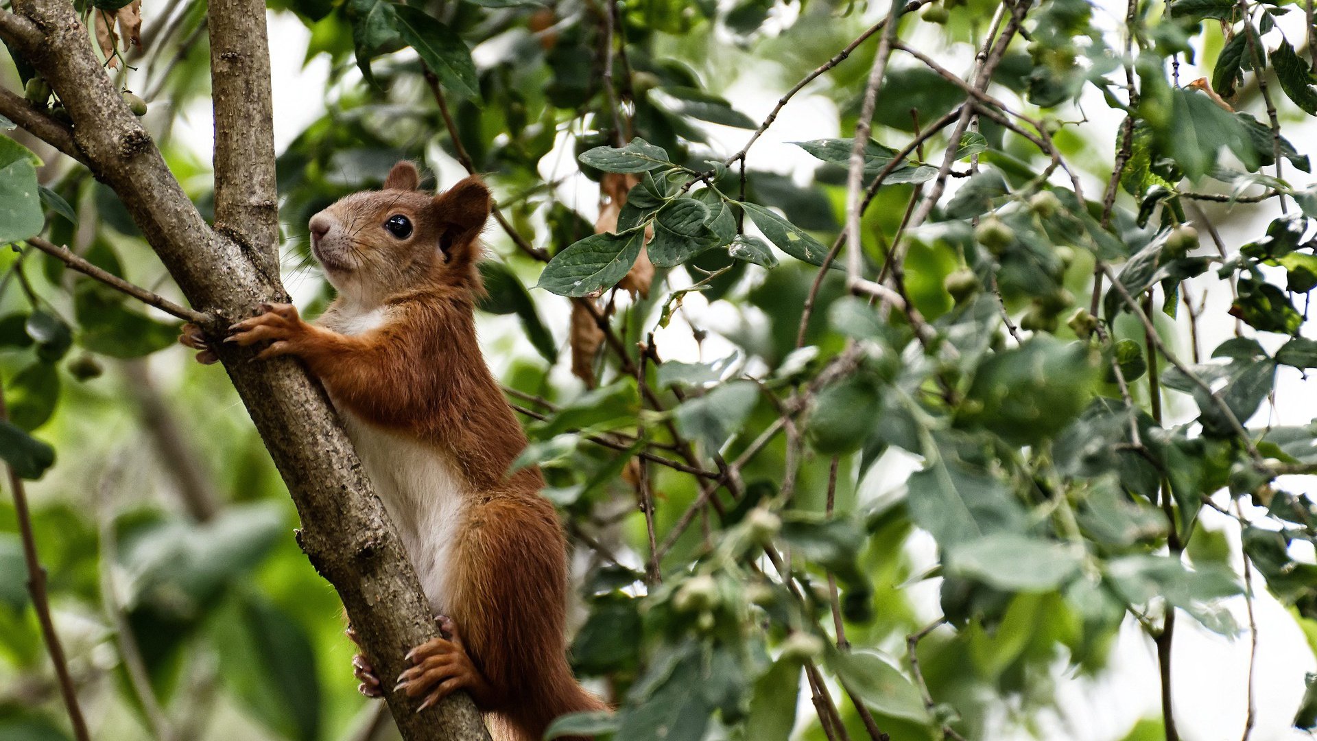 哈利伯顿，南海岸的瑞士钟表，精密仪器热火灼伤魔术