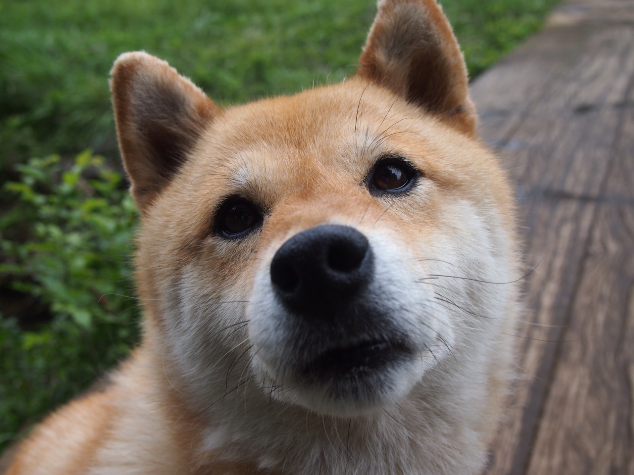 绿茵交响诗,多特蒙德的节奏铁幕与范戴克的破茧变调
