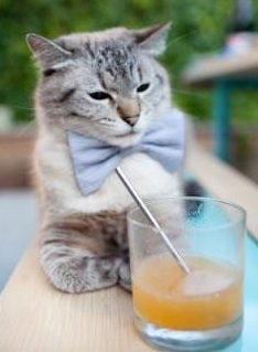 无声的利刃，巴雷拉一箭封喉，安哥拉提前终结悬念尼斯