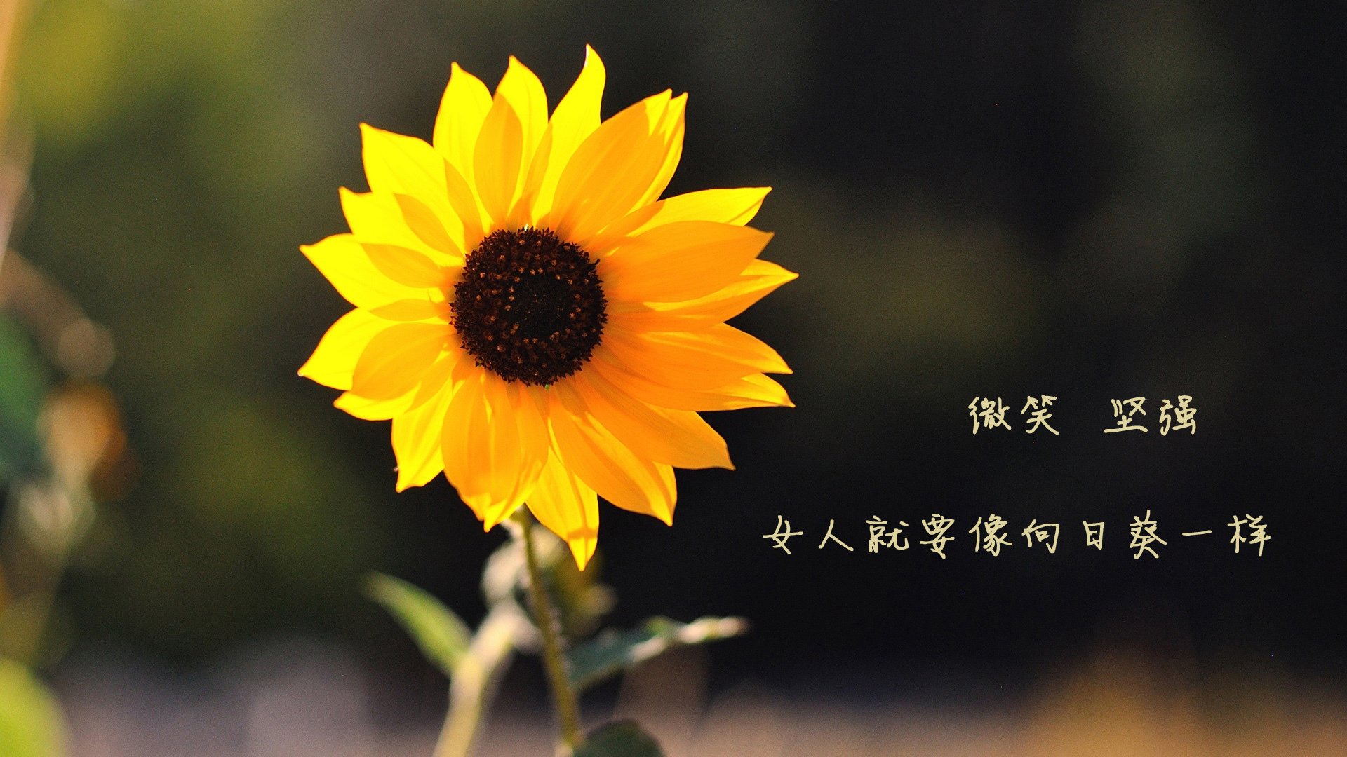 2026世界杯双响炮，韩国踏平阿尔及利亚，伊布传奇接管比赛