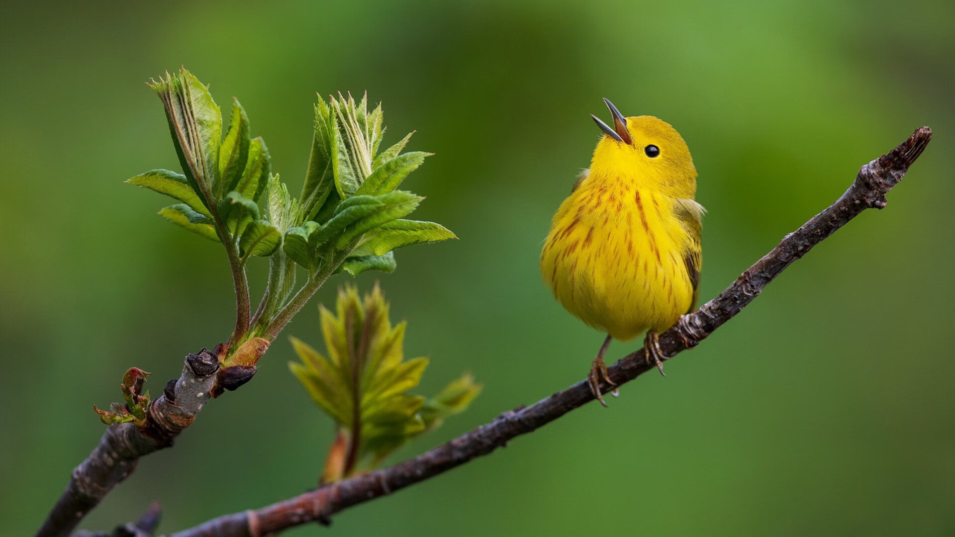 铁血意志与技术灵魂的对决，拜仁强行终结摩洛哥神话，坎特却照亮夜空